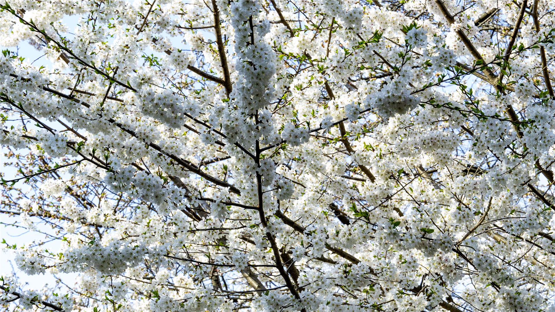 Longwood Gardens botanical series — image I
