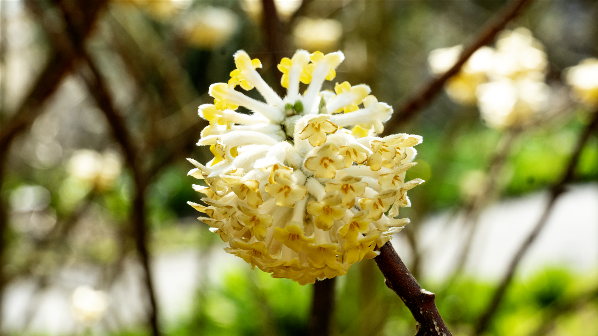 Longwood Gardens botanical series — image II