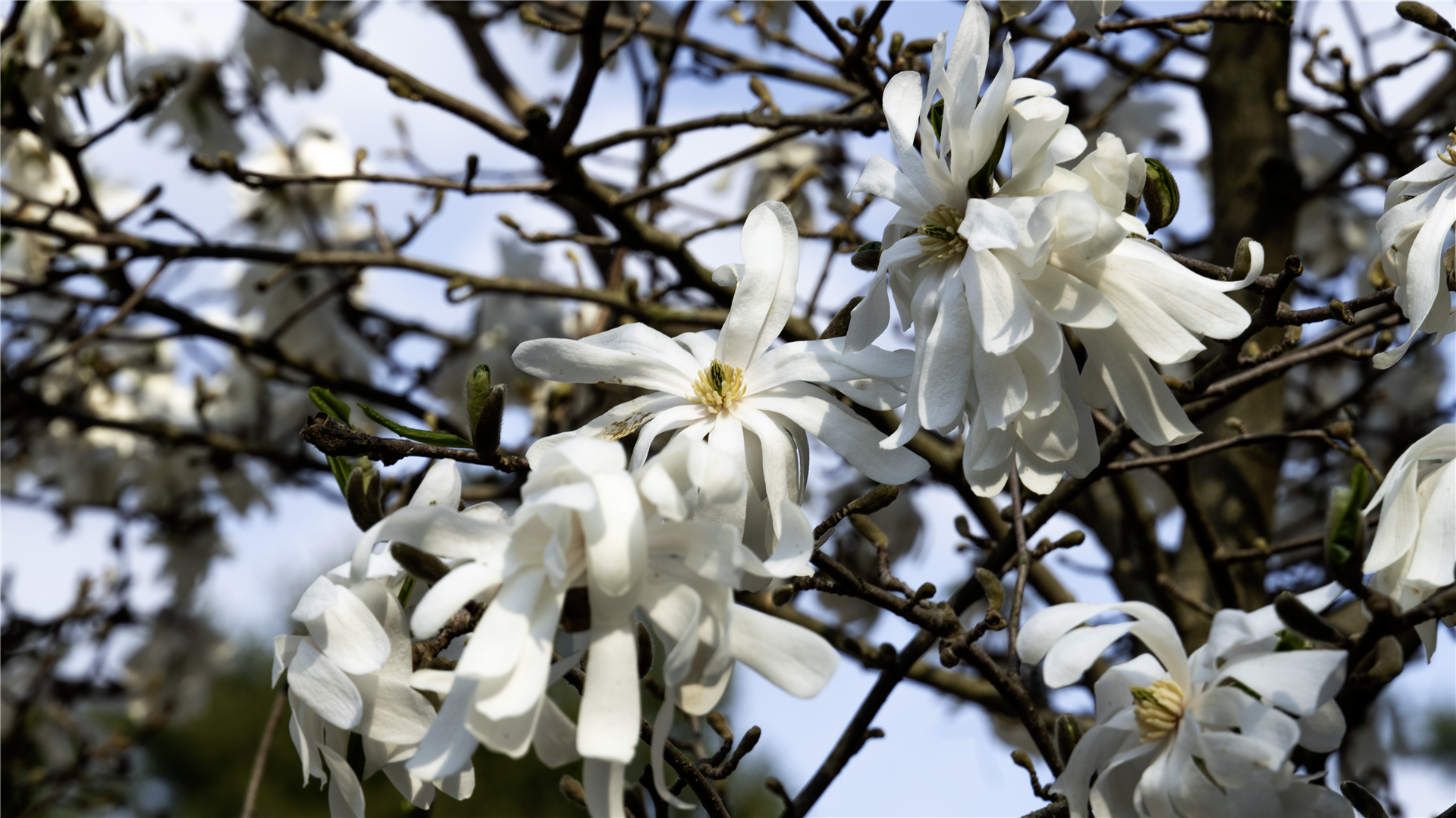 Longwood Gardens botanical series — image V
