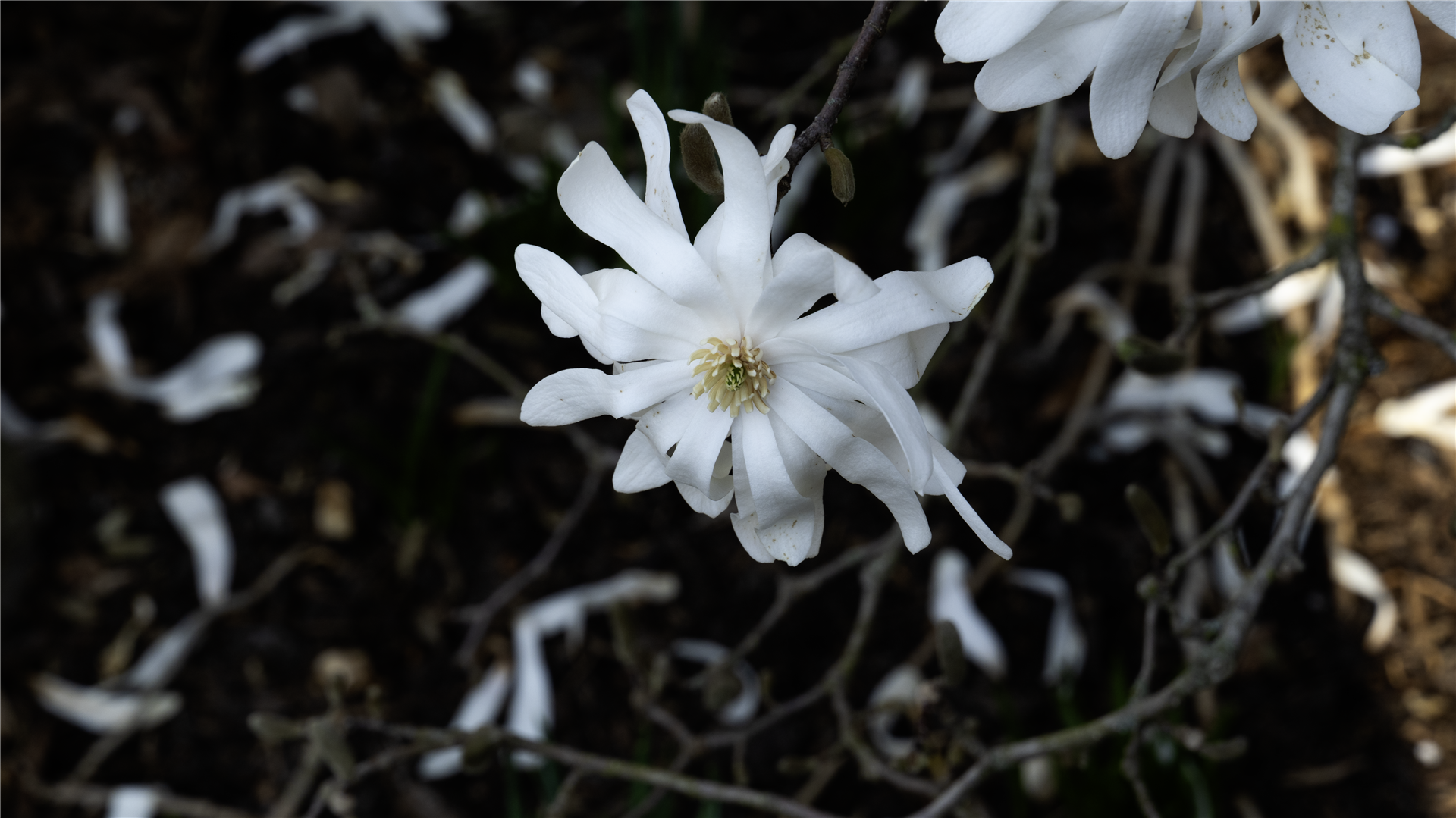 Longwood Gardens botanical series — image VI